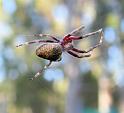 Eriophora_transmarina_D5972_D_88_Home Wendy Eiby_Australie